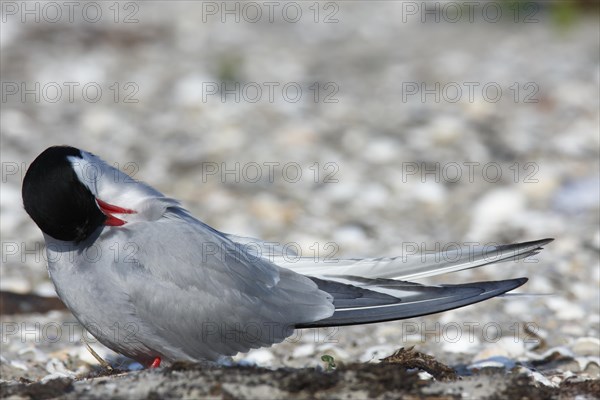 Arctic tern