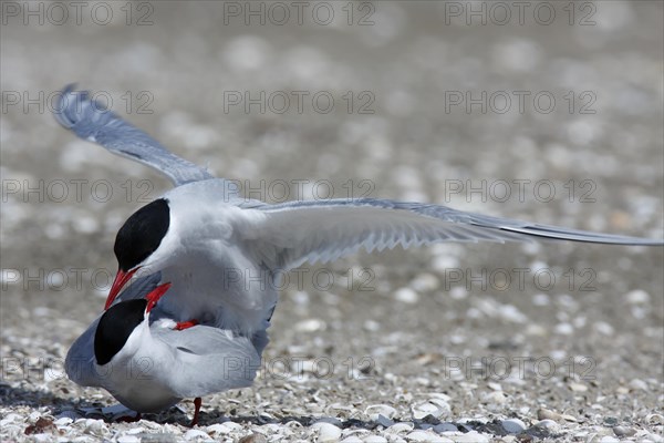 Arctic Arctic Tern