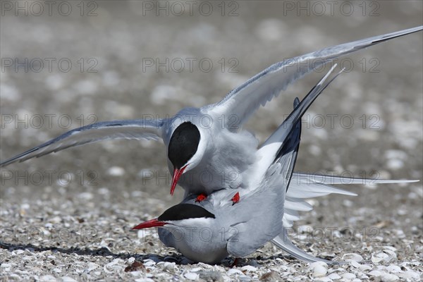 Arctic Arctic Tern