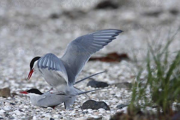 Arctic Arctic Tern