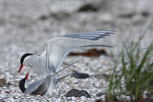 Arctic Arctic Tern