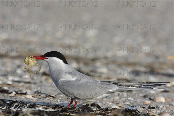 Arctic Arctic Tern