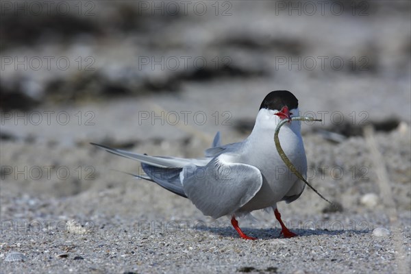 Arctic Arctic Tern