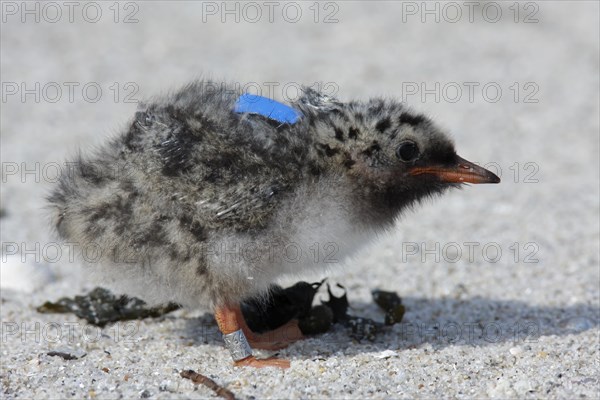 Arctic Arctic Tern