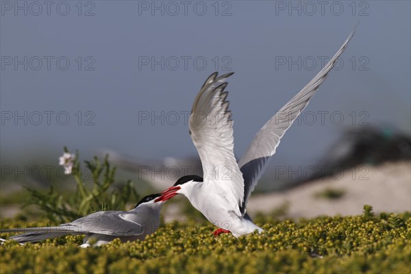 Arctic Arctic Tern