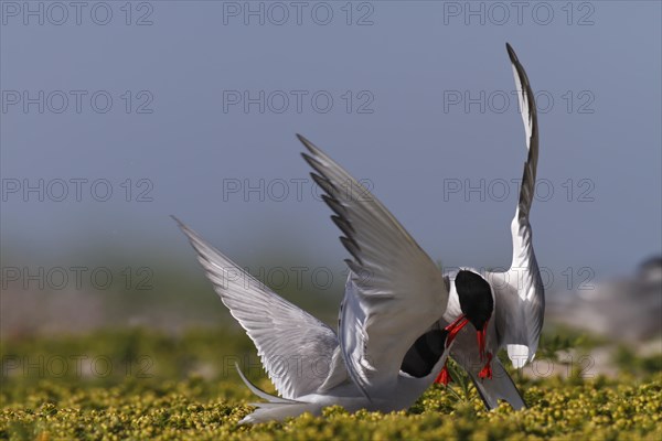 Arctic Arctic Tern