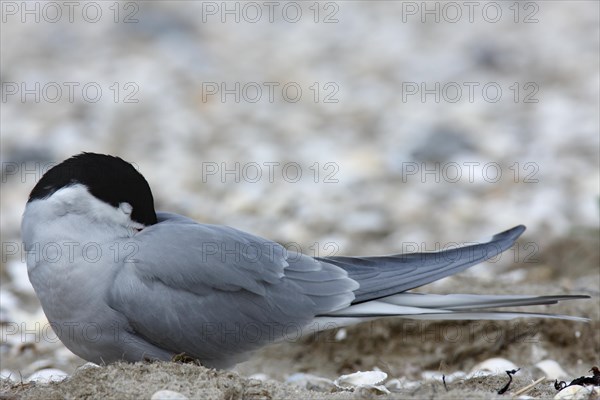 Arctic Arctic Tern