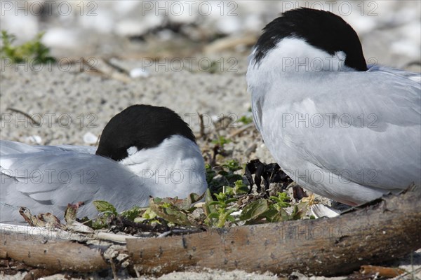 Arctic Arctic Tern