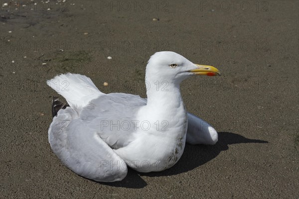 Live find of a european herring gull