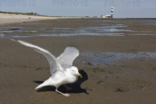 Live find of a european herring gull