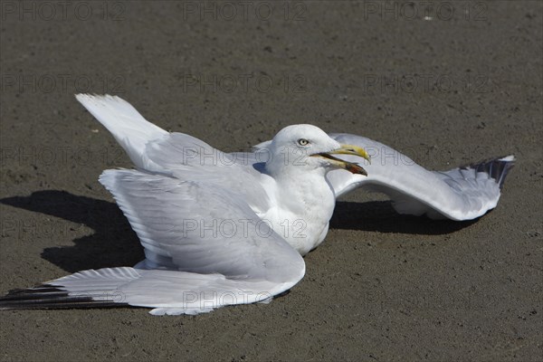 Live find of a european herring gull