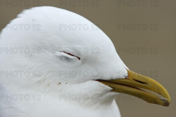 Live find of a common gull