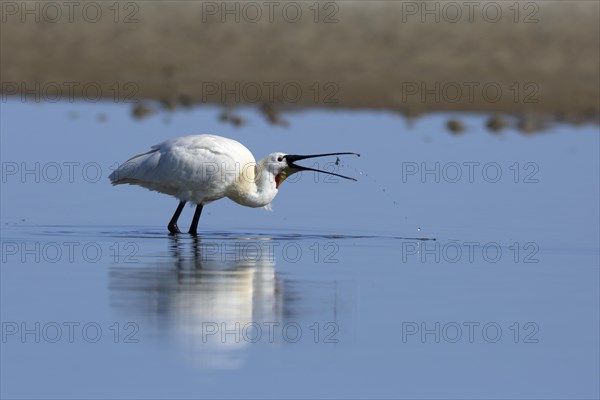 Spoonbill