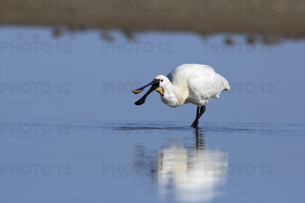 Spoonbill