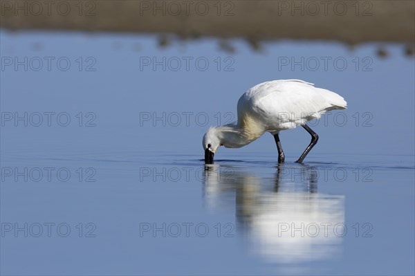 Spoonbill