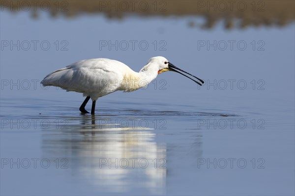 Spoonbill