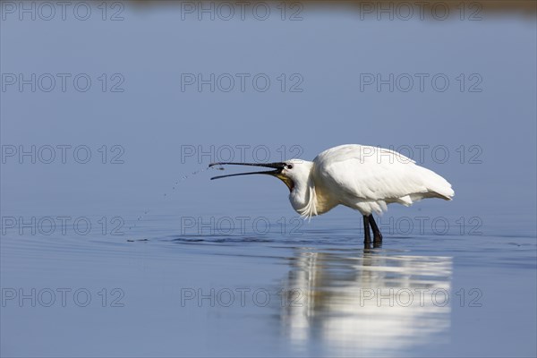 Spoonbill