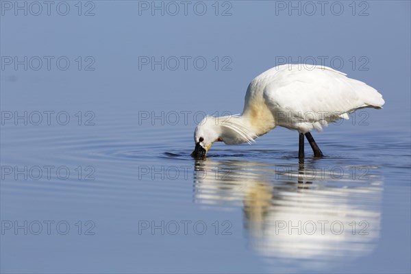 Spoonbill