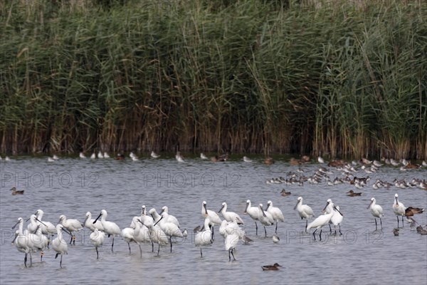 Spoonbill