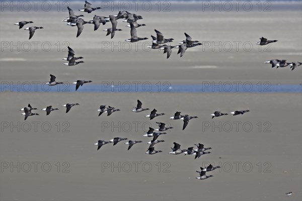 Brant goose