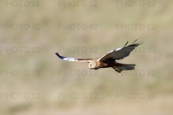 Western marsh-harrier