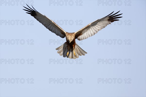 Western marsh-harrier