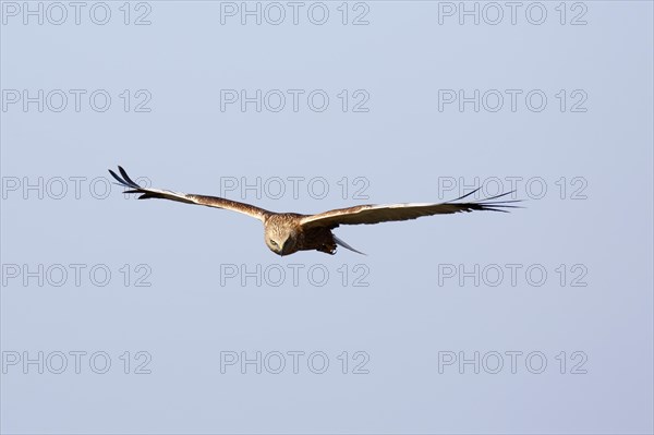 Western marsh-harrier