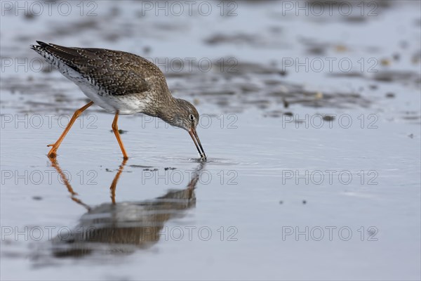 Common redshank