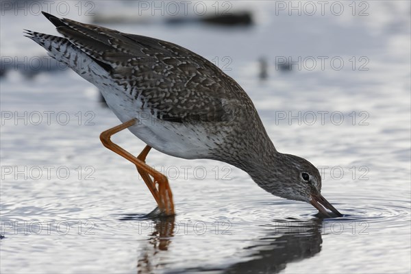 Common redshank