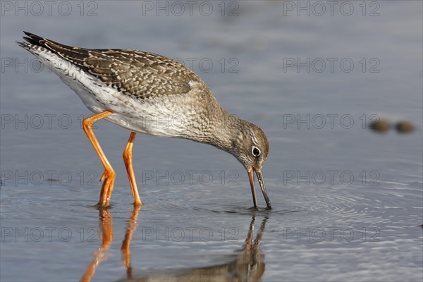 Common redshank