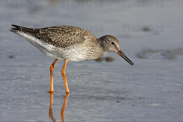 Common redshank