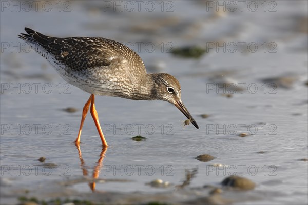 Common redshank