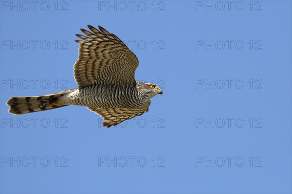 Eurasian sparrowhawk