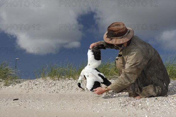 Discovery of a dead common eider