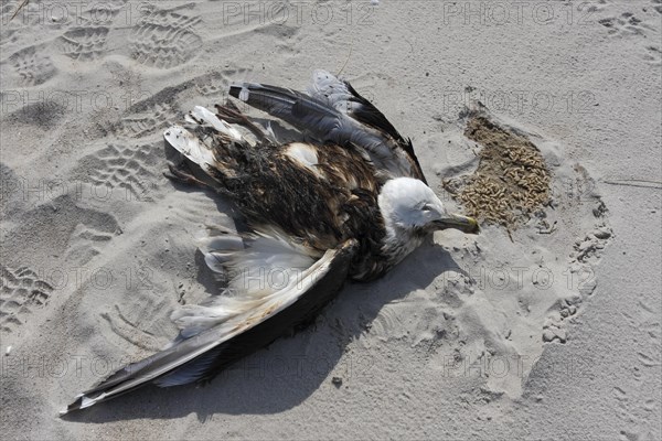 Discovery of a dead herring gull