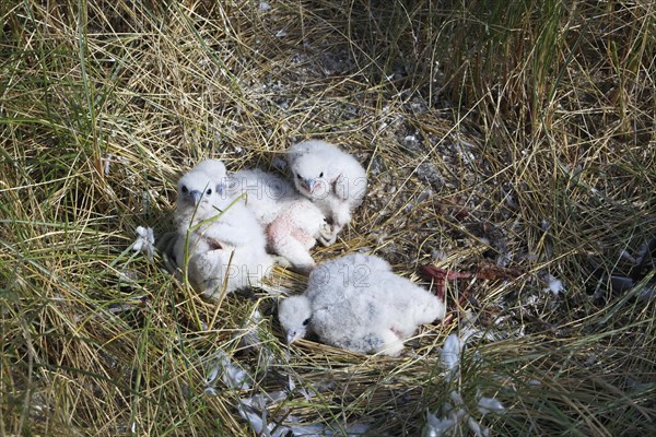 Peregrine falcon