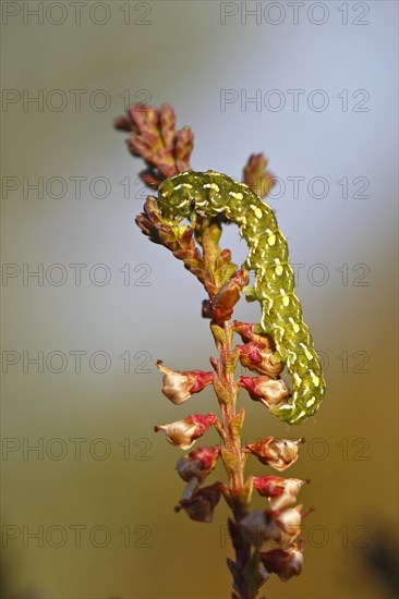 Caterpillar of the heather colourful owl