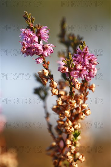 Close-up of the flower of the common heather