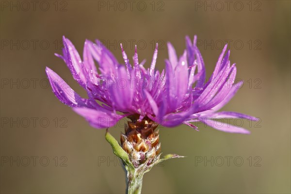 Flowering brown knapweed