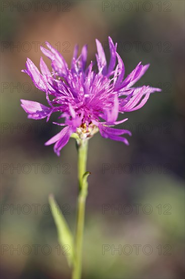 Flowering brown knapweed