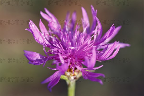 Flowering brown knapweed