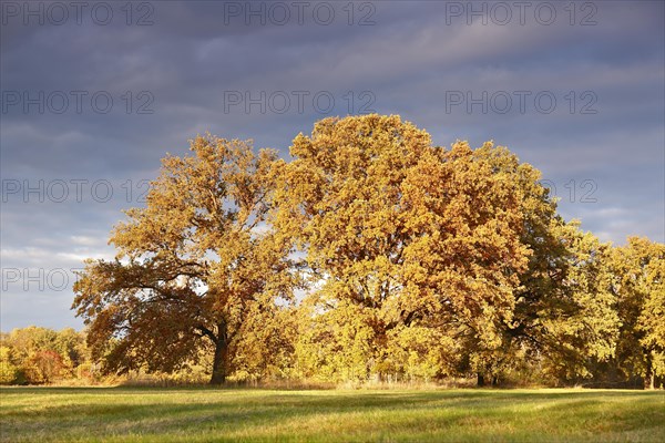 Group of trees in a meadow in the evening light in autumn