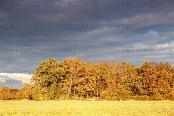 Group of trees in a meadow in the evening light in autumn