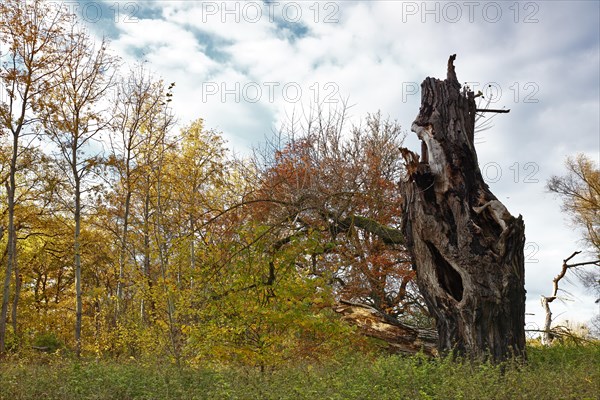 Old poplar tree after a lightning strike in autumn light