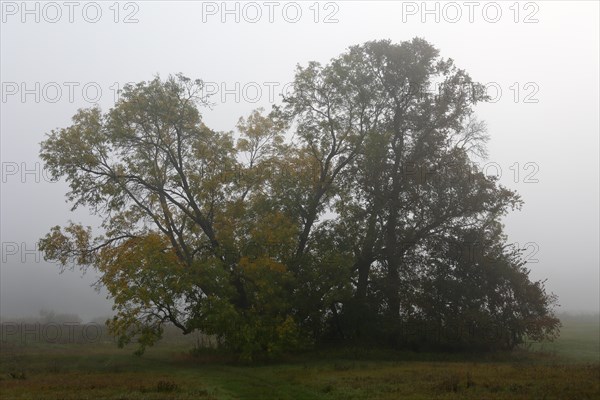 Group of trees in a meadow in autumn fog