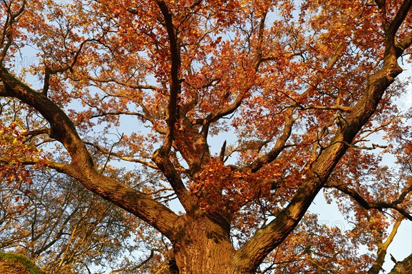 View into the crown of an old oak tree with autumn leaves