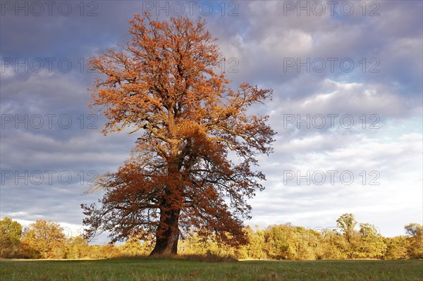 Old solitary oak trees in a meadow in the evening light with autumn leaves