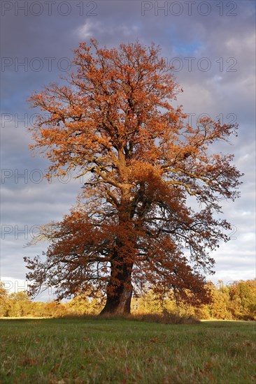 Old solitary oak trees in a meadow in the evening light with autumn leaves