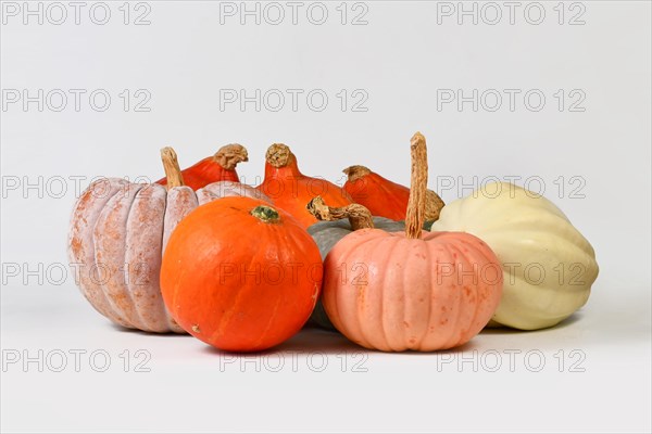 Mix of different colorful pumpkins and squashes