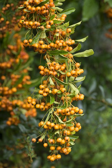 Yellow firethorn